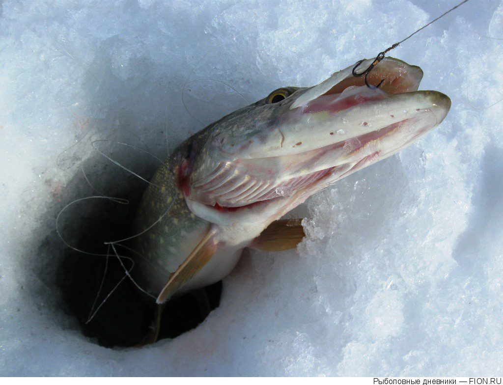 Рыбалка щука зима