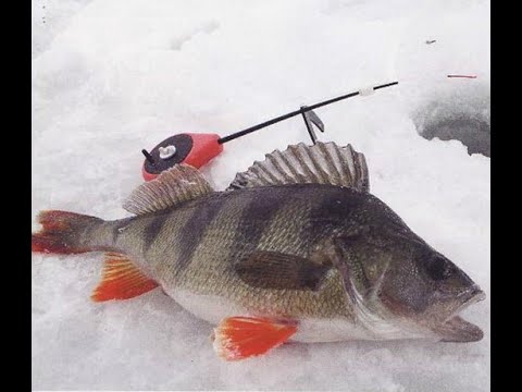 рыбалка зимой 2017