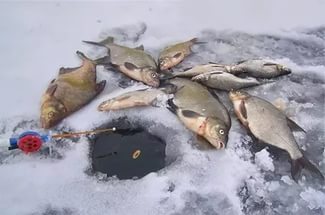зимняя рыбалка на леща