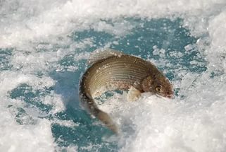 зимняя рыбалка в Алматинской области