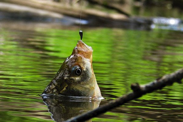 Как нужно ловить рыбу весной
