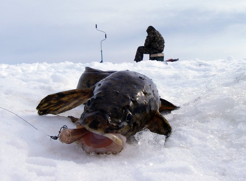 Зимняя рыбалка на налима, поиск рыбы, способы ловли, снасти, приманки, советы бывалых рыбаков.