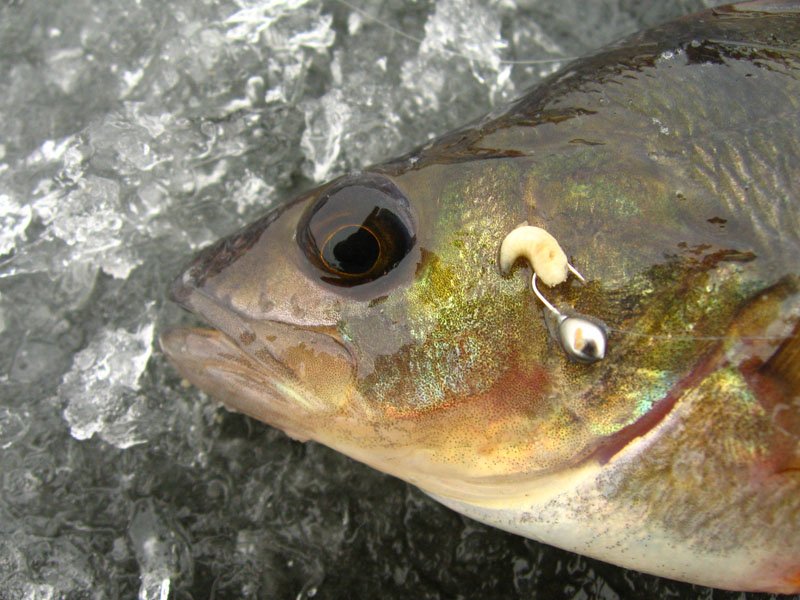 Рыбалка на окуня зимой: секреты и советы
