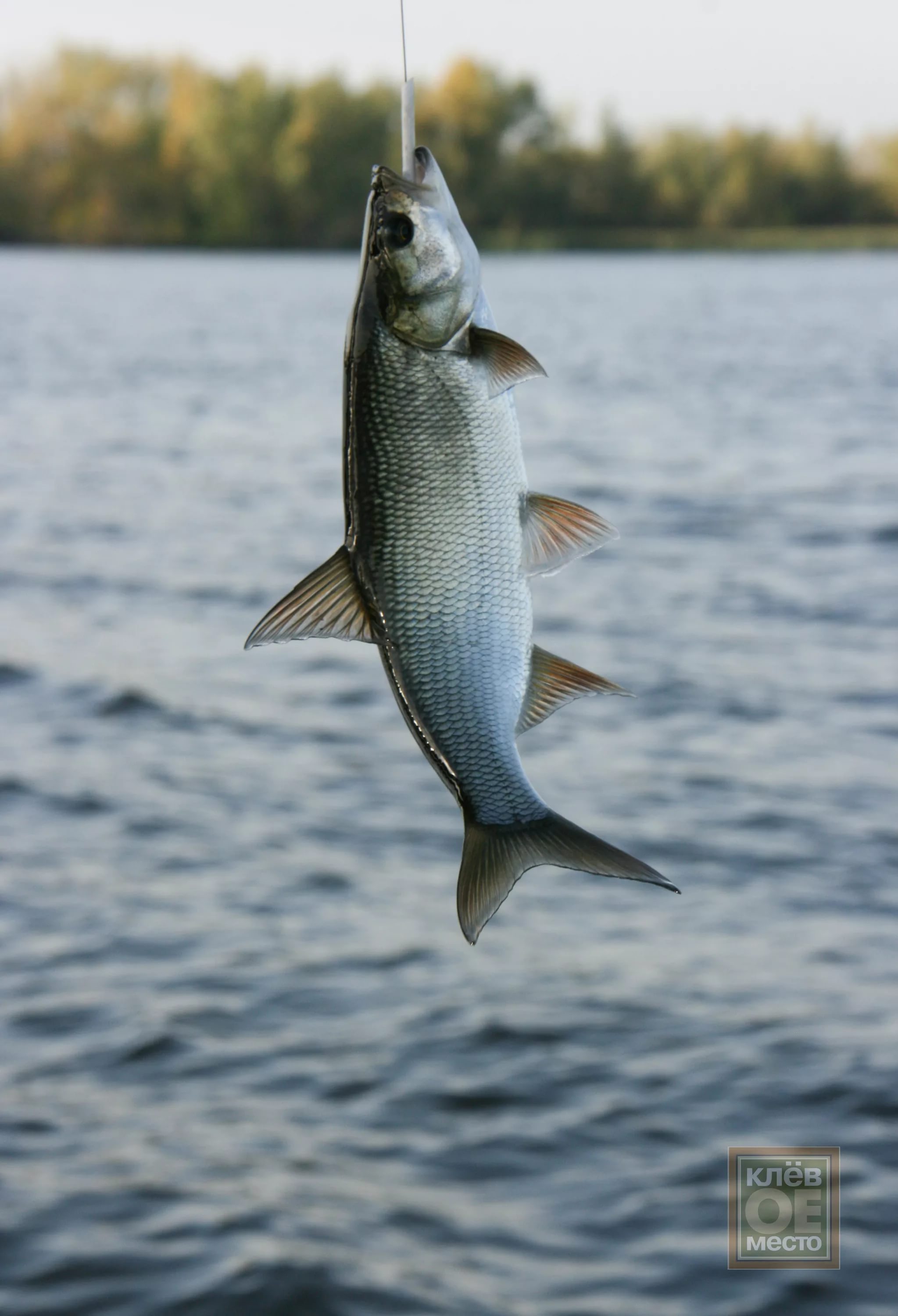 Клюет ли рыба в апреле на удочку: подробная информация