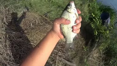 летняя рыбалка
